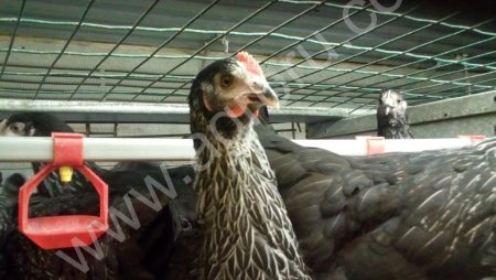 Куры оптом молодки