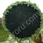 Семена гибридов подсолнечника под гирбициды НК Неома Сумико, Тристан, НК Фортими