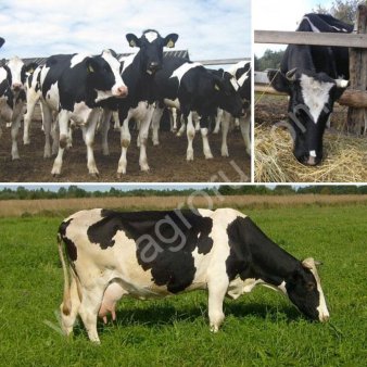 крупно рогатый скот