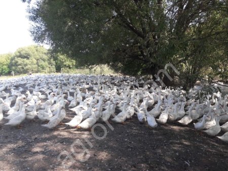 УТКИ МУЛАРДЫ - МЯСНАЯ ПОРОДА (МАЛО ЖИРА)