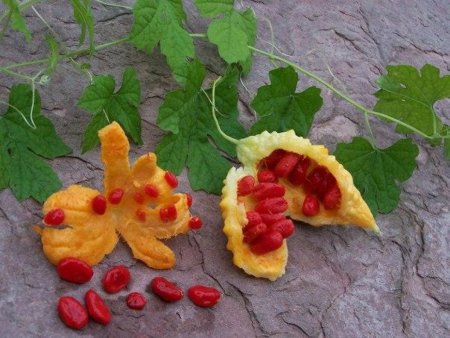 Семена редчайших растений. Кассабанана, ангурия