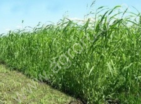 Семена суданки