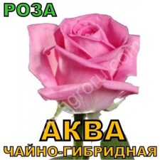 САЖЕНЦЫ РОЗ