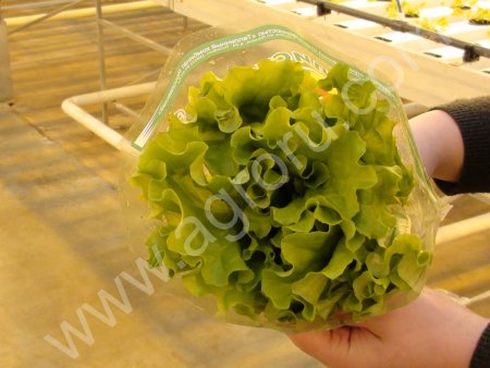 Салат листовой в горшочке