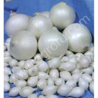 лук севок Радар (Рейдер)