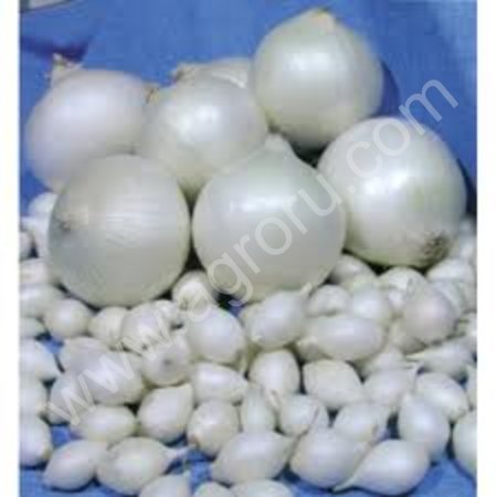 лук севок Радар (Рейдер)