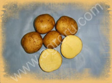 Семена картофеля