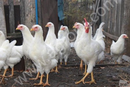 Бройлеры от производителя