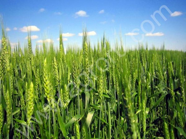 семена озимого рапса,ячменя ,пшеницы