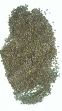 семена и сеянцы сосны и ели