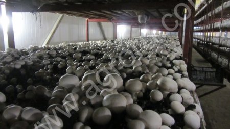 Грибы Шампиньоны оптом