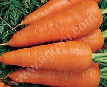 <span>морковь</span> оптом от производителя