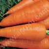 Морковь оптом от производителя!