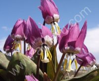 Кандык сибирский. Луковицы с доставкой по России.