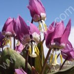 Кандык сибирский. Луковицы с доставкой по России.