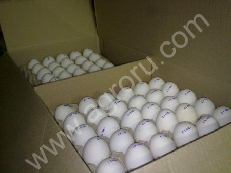 Яйцо куриное оптом от производителя.