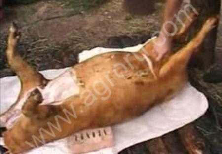 ОХЛОЖДЕННОЕ МЯСО