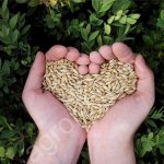 Ячмень оптом от производителя.