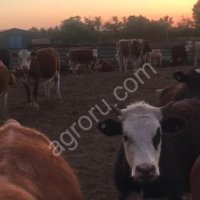 КРС живым весом