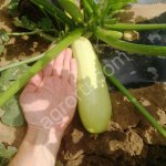 Кабачок сорт Арал