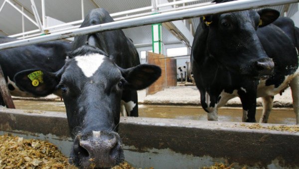 В Энколово определят лучших коров Ленинградской области