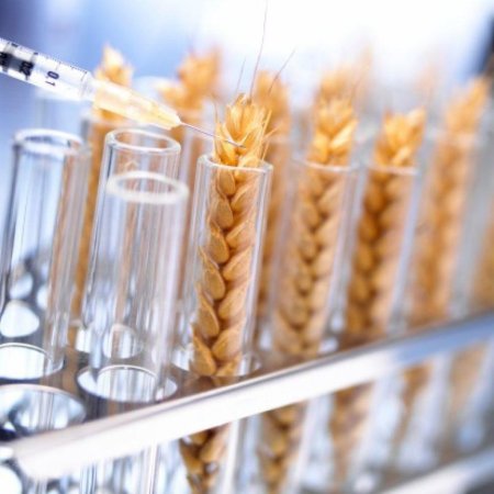 Площади под генно-модифицированные растения сократились после 19-летнего роста