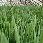 зелёный лук