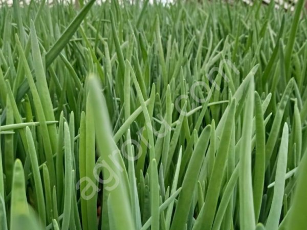 зелёный лук