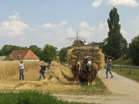 Краснодарский край подвел итоги уборки зерновых и подсолнечника в 2009 году
