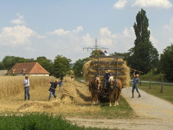 Краснодарский край подвел итоги уборки зерновых и подсолнечника в 2009 году