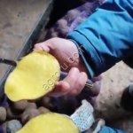 Картофель оптом от производителя