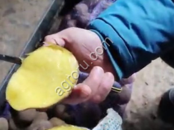 Картофель оптом от производителя