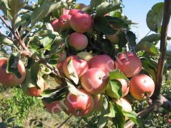 Саженцы яблони оптом и в розницу от производителя