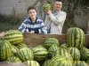 Про арбузы  и их полезные свойства