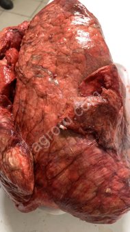 Легкое говяжье на корм животным