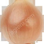 лук репчатый Манас 5+