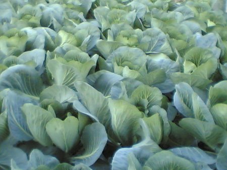 Выращивание капусты в условиях Балахнинской низменности