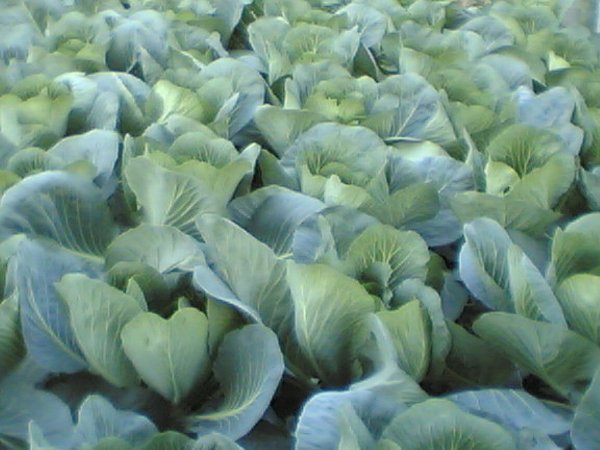 Выращивание капусты в условиях Балахнинской низменности
