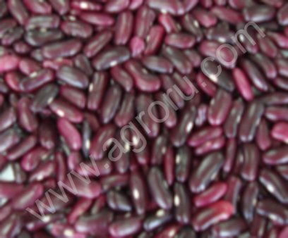 В Приморье в 2006 году производство яиц упало на 13%, молока возросло на 1%