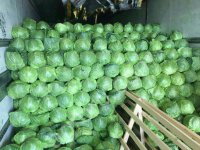 Капуста белокочанная оптом