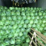 Капуста белокочанная оптом