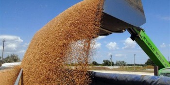 Темпы экспорта российского зерна более чем на 12% выше прошлогодних