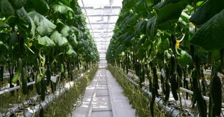 Ученые решают проблемы семеноводства, - Краткий обзор рынка овощей