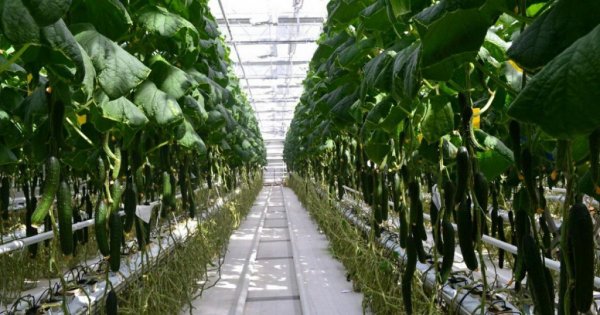 Ученые решают проблемы семеноводства, - Краткий обзор рынка овощей