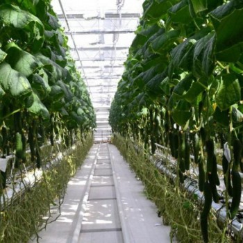 Ученые решают проблемы семеноводства, - Краткий обзор рынка овощей