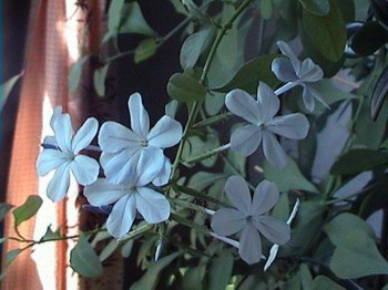 AVA – правильный уход за луковичными