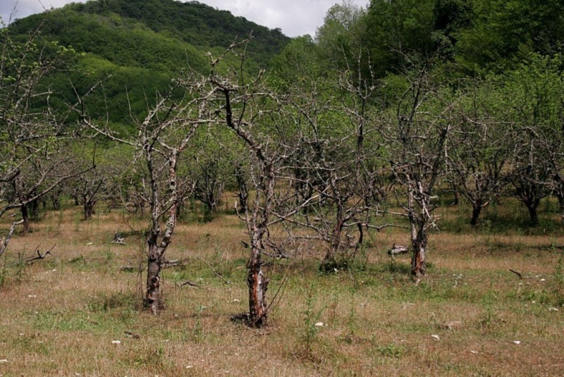 В Закарпатье заморозки повлияли на количество фруктов, а не на их спрос