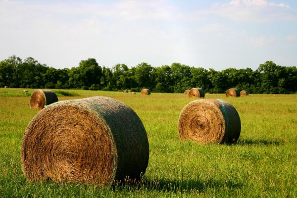 Наступила время сенокоса