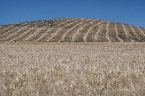 Губернатор Челябинской области предлагает Минсельхозу РФ изменить правила проведения торгов зерновой интервенции