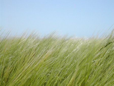 Изменение климата угрожает сельскому хозяйству Китая